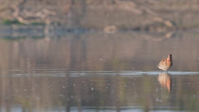 At sunrise in the wetlands, the black tailed godwit (Limosa limosa)