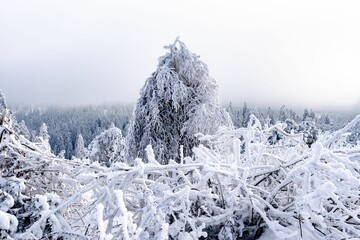 Scenic winter landscape featuring a tree branch with a sprinkling of snow
