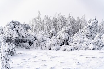 Tranquil winter scene featuring a group of leafless trees covered in a light dusting of snow