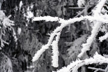 Winter forest scene featuring frost-covered branches and a blanket of snow on the ground