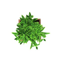 decorative flowers and plants for the interior, top view, isolated on white background, 3D illustration, cg render 