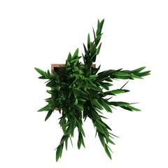 decorative flowers and plants for the interior, top view, isolated on white background, 3D illustration, cg render 