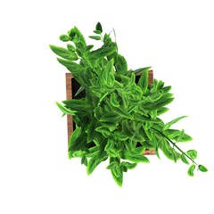 decorative flowers and plants for the interior, top view, isolated on white background, 3D illustration, cg render 