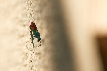 Gemeine Goldwespe oder Feuer-Goldwespe (Chrysis ignita)
