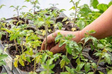 Greenhouse worker taking care of plants