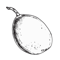 Passion fruit isolated on white background. Tropical fruit maracuja hand drawn vector illustration. Design element for wrapping, menu, market, herbal tea, ice-cream, stickers, tableware