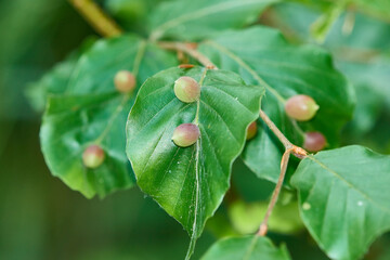 Buchengallmücke (Mikiola fagi), auch Große Buchenblattgallmücke genannt