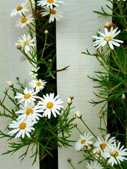 White daisies blooming on green plants along white painted wooden fence  - 594318996