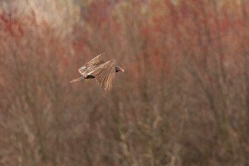 Turkey Vulture flies over the marsh