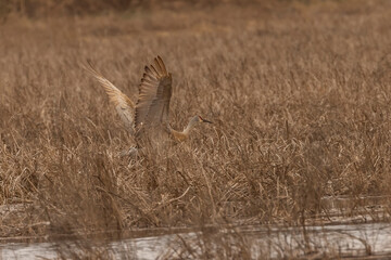 Fototapeta premium Male Sandhill Crane takes off from the marsh