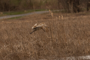 Obraz na płótnie Canvas Male Sandhill Crane takes off from the marsh