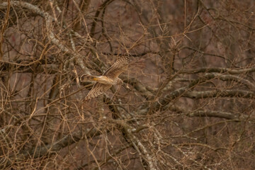 Female Northern Harrier flies over the marsh looking for prey