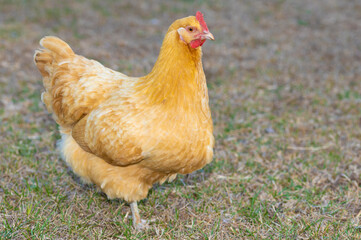 Buff Orpington chicken hen on a grassy field