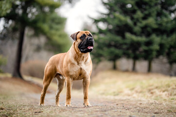 Bullmastiff stand pose portrait in the nature