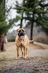 Fototapeta premium Bullmastiff purebred show dog 