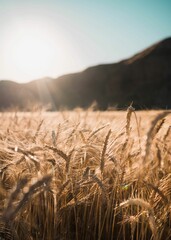 Vertical shot of a gold wheat field on a sunny day