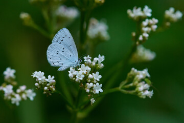 Faulbaum-Bläuling (Celastrina argiolus)