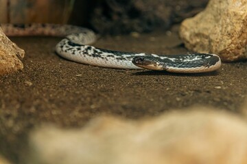 Closeup of snake near rock