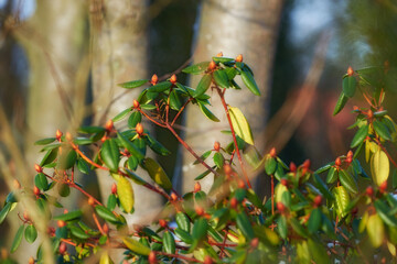 Rhododendron is a genus of 1,024 species of woody plants in the heath family, either evergreen or...