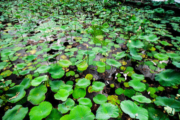 Pura Taman Saraswati known as the Ubud water palace, Indonesia, Bali, Ubud