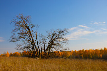 Fototapeta premium Autumn rural landscape in retro style Panorama of autumn field with dirt road and cloudy sky. 