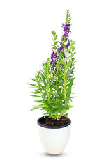 Angelonia goyazensis, Digitalis solicariifolia in pot. Violet Snapdragon flower blooming, isolated on white background. Beautiful purple blossom flowerpot, garden home interior decoration