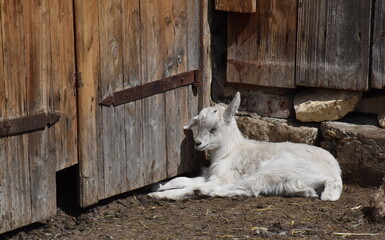 Junge Ziege schläft vor einem Stall