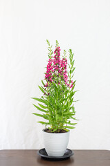Angelonia goyazensis, Digitalis solicariifolia in pot. Pink Snapdragon flower blooming, isolated on white background. Beautiful blossom flowerpot on wooden table, garden home interior decoration