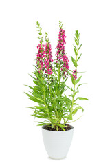 Angelonia goyazensis or Digitalis solicariifolia in pot. Pink Snapdragon flower blooming, isolated on white background. House plant for garden home interior decoration. Beautiful blossom flowerpot