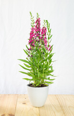 Angelonia goyazensis, Digitalis solicariifolia in pot. Pink Snapdragon flower blooming, isolated on white background. Beautiful blossom flowerpot on wooden table, garden home interior decoration