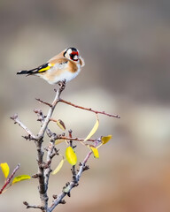 European goldfinch or Carduelis carduelis small passerine singing bird sitting on a tree branch