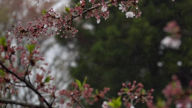 Cherry Blossoms in the Rain (3), filmed in super-slow motion.