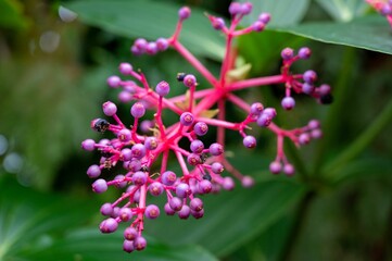 Close-up shot of vibrant pink Medinilla speciosa flower buds