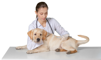 Beautiful young veterinarian injecting dog on a white background
