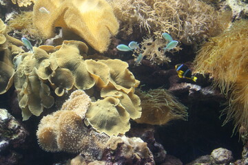 A large aquarium in the Taiwan Pingtung Ocean Biological Museum, which contains many fish, coral reefs, molluscs, sharks, crustaceans, eels, etc.