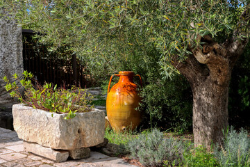 An Apulian capasone near an olive tree. Also called zirre, it is a yellow or yellow-brown clay container. Puglia, Italy