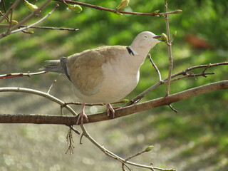 collared dove on the branch