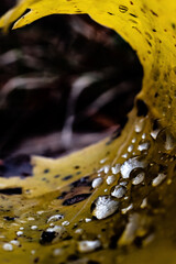 Water Drops on a Curled Leaf