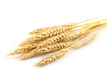  a bunch of wheat stalks on a white background with clippings to the left of the image to the right of the image is a single stalk of wheat.  generative ai