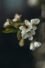 a bee collects nectar from a cherry blossom