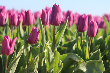 field full of purple tulips on the flower bulb field on Island Goeree-Overflakkee