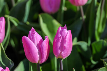 Fototapeta premium field full of purple tulips on the flower bulb field on Island Goeree-Overflakkee