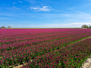 field full of purple tulips on the flower bulb field on Island Goeree-Overflakkee