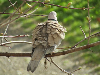 collared dove on a branch, plumage