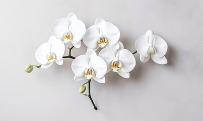 Naklejka na ściany i meble a group of white orchids on a white background with space for text on the left side of the image and the right side of the frame. generative ai