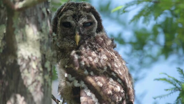 Owl in green trees, blue sky, Batavaria swamp, Louisiana, close up
