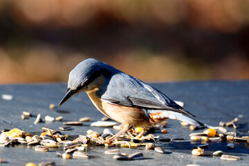 nuthatch in a tree and eating seeds from table