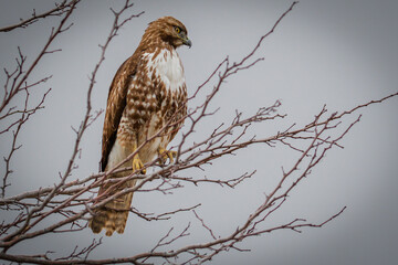 Red Tailed Hawk