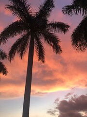 Fototapeta na wymiar Silhouette palm tree at sunset, Miami-Florida
