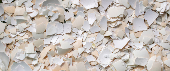 broken shells of chicken eggs